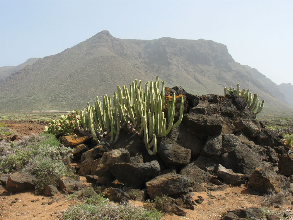 Изображение особи Euphorbia canariensis.