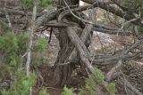 Juniperus excelsa. Часть давно повреждённого ствола взрослого дерева. Крым, окр. г. Судак, гора Перчем. 21.09.2013.