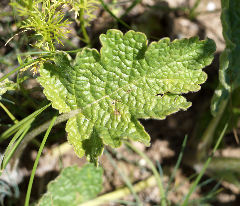 Изображение особи Phlomoides fetisowii.