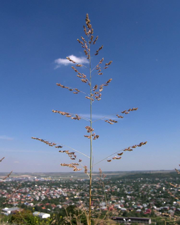 Image of Eragrostis collina specimen.