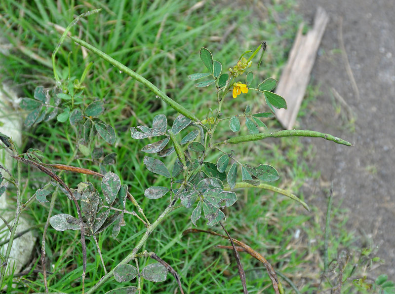 Image of Senna obtusifolia specimen.