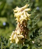 Corydalis semenowii. Соцветие. Кыргызстан, Нарынская обл., левый берег р. Нарын, природный парк Салкын-Тор. 12.07.2015.