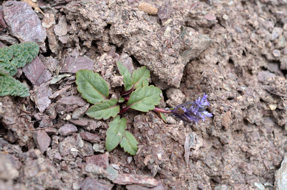 Изображение особи Lagotis decumbens.