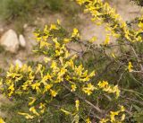 Caragana pleiophylla. Ветви с цветками. Кыргызстан, Нарынская обл., левый берег р. Нарын, окр. с. Кенеш. 08.06.2015.