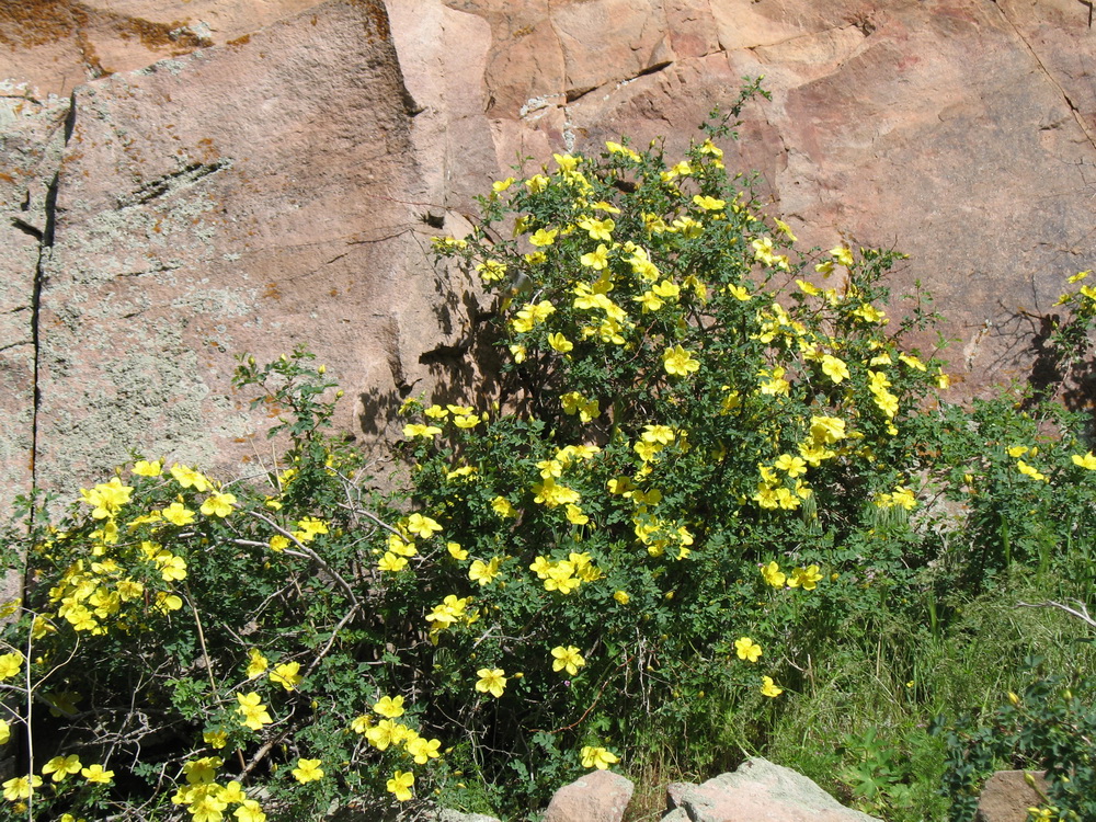 Image of Rosa kokanica specimen.