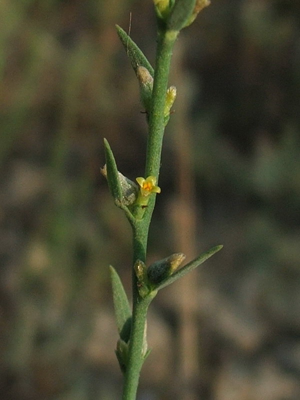 Image of Thymelaea passerina specimen.
