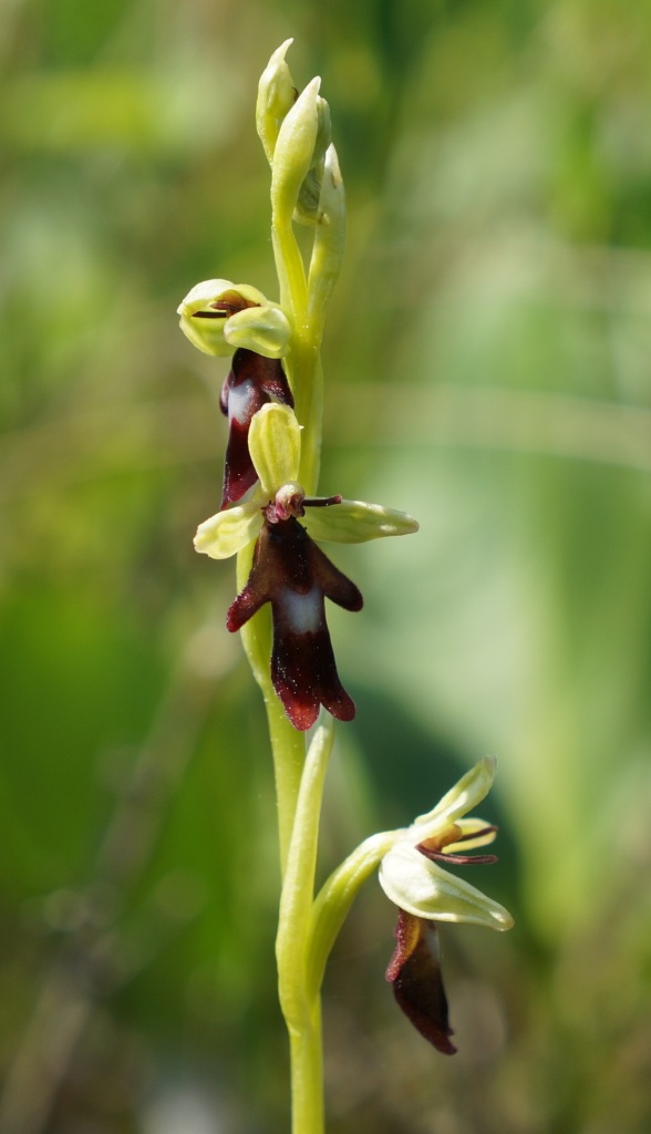 Изображение особи Ophrys insectifera.