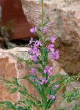 Chamaenerion angustifolium. Верхушка цветущего растения с бабочкой. Якутия (Саха), Нерюнгринский р-н, окр. пос. Чульман, берег р. Чульман. 22.06.2008.
