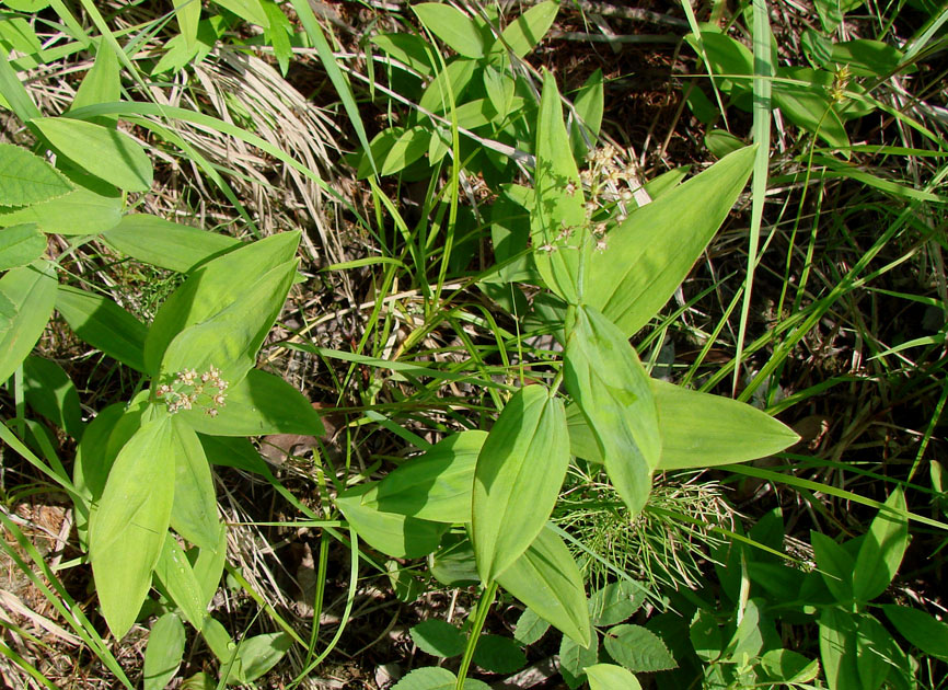 Image of Smilacina dahurica specimen.