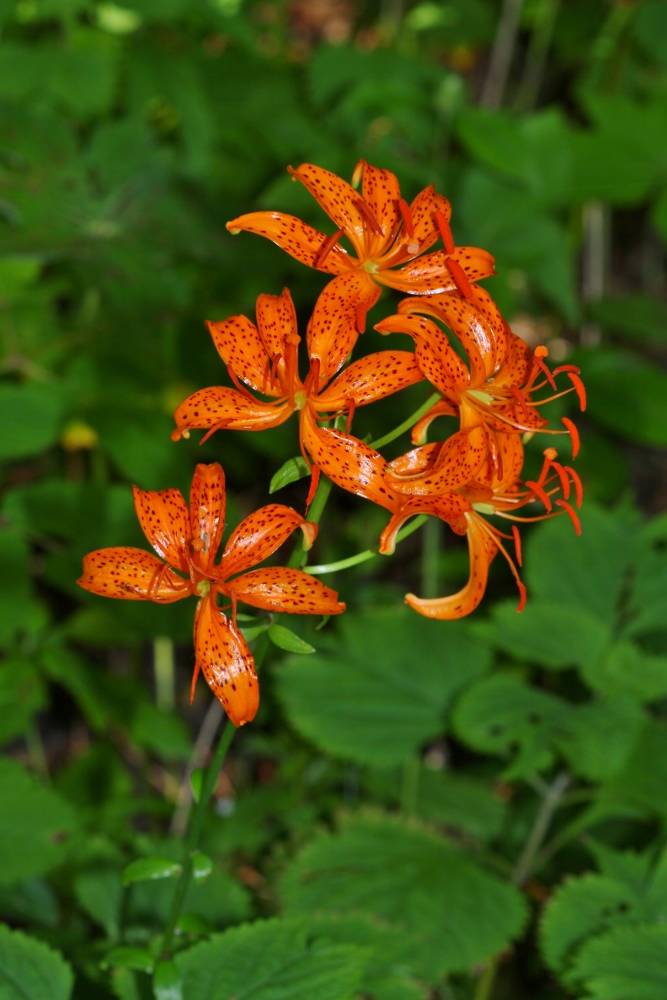 Изображение особи Lilium distichum.