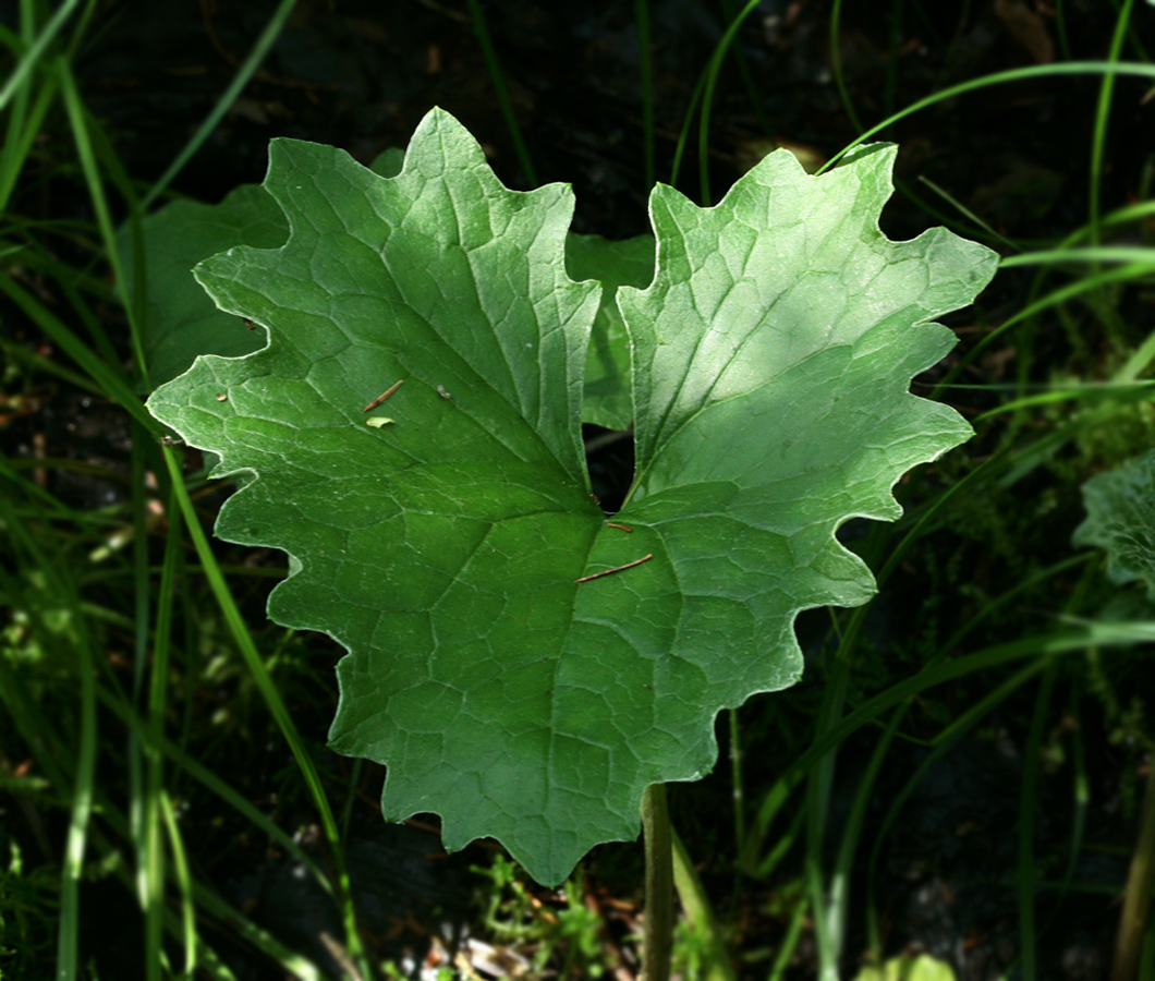 Image of Petasites frigidus specimen.