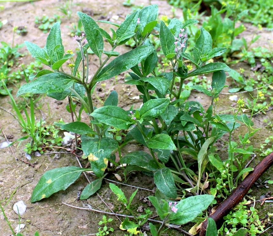 Изображение особи Strigosella africana.