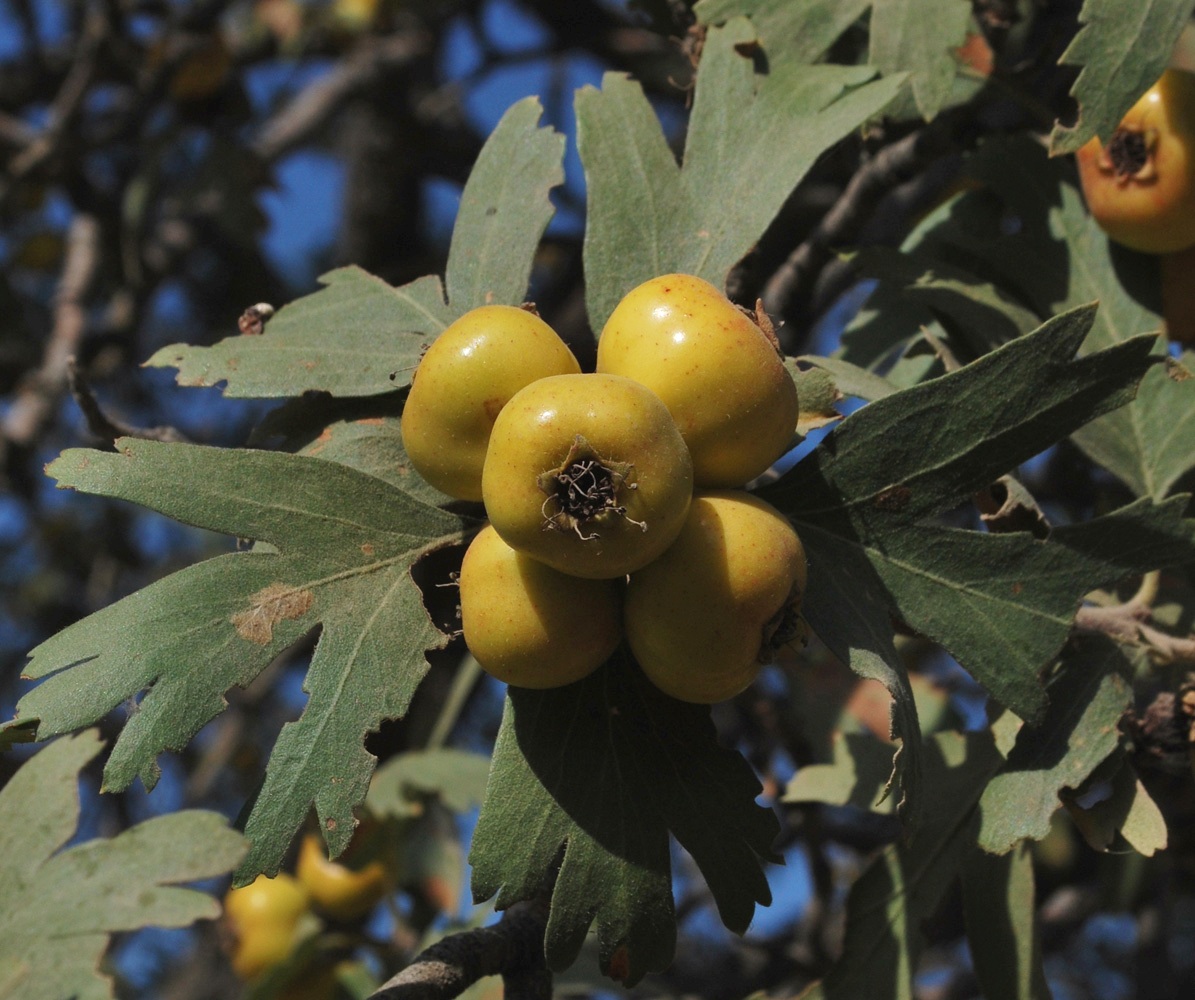 Изображение особи Crataegus pontica.