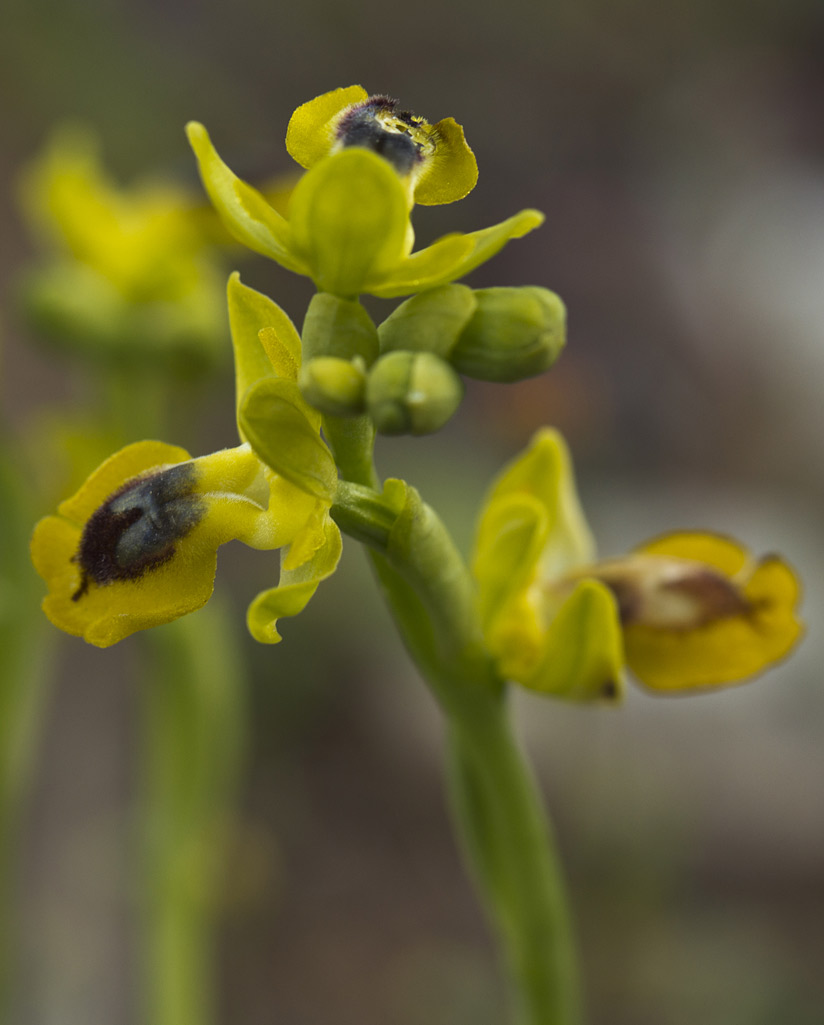 Изображение особи Ophrys lutea.