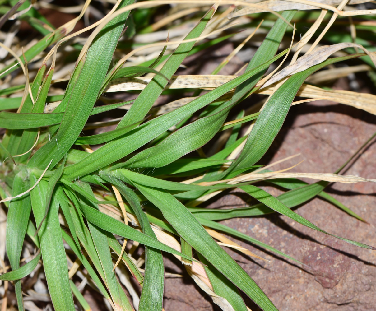 Изображение особи Cenchrus ciliaris.