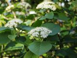 Viburnum lantana. Ветви с соцветиями. Санкт-Петербург. 29 мая 2009 г.