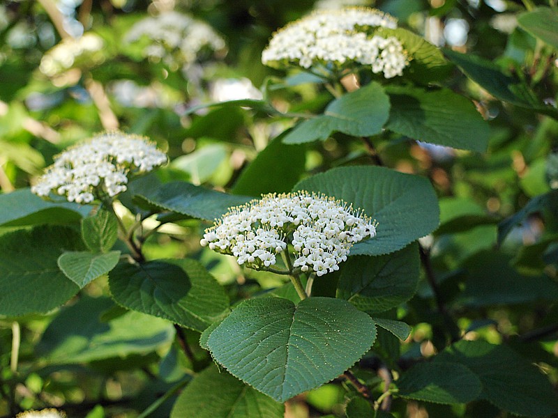 Image of Viburnum lantana specimen.