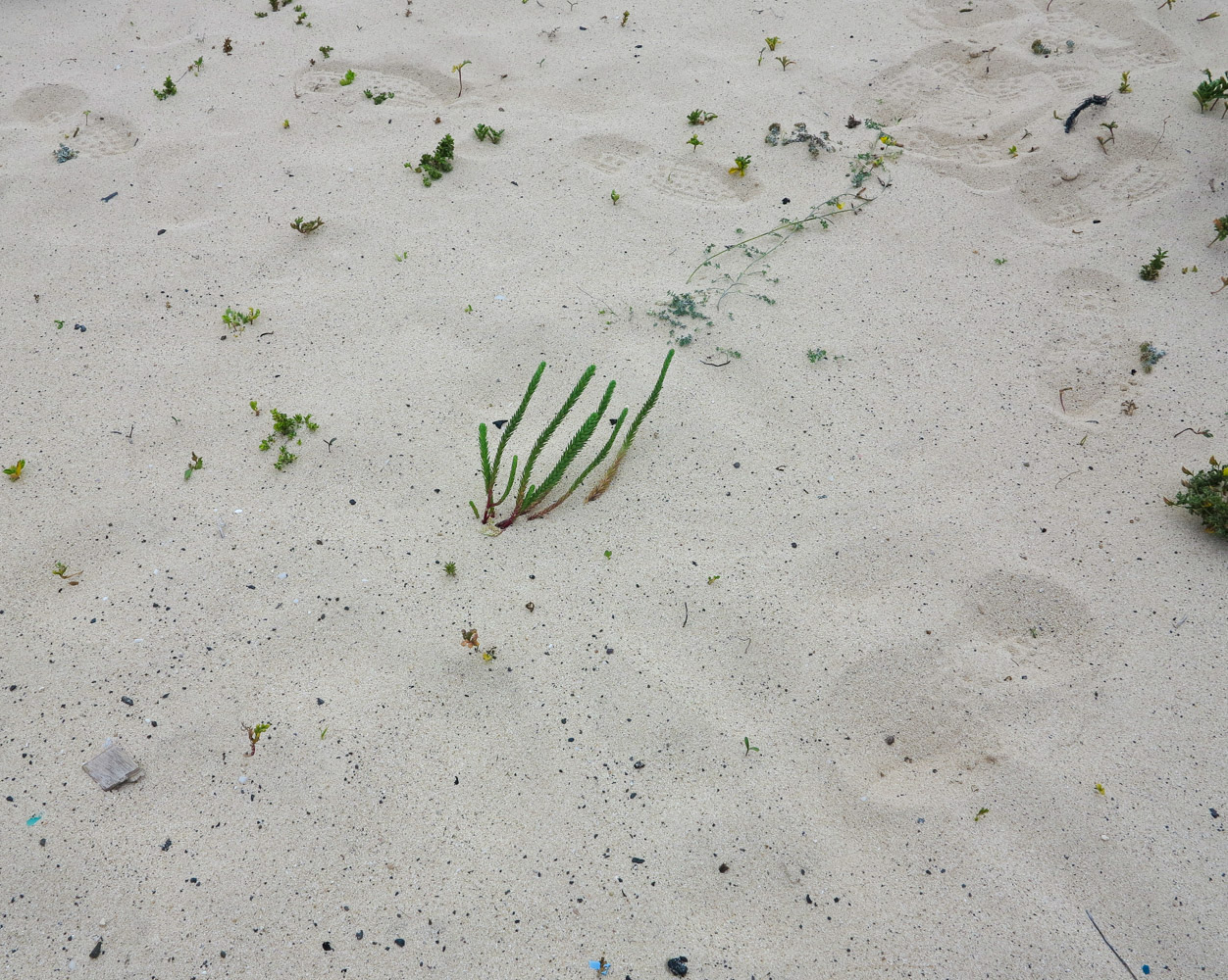 Изображение особи Polygonum maritimum.