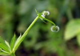 Galium aparine