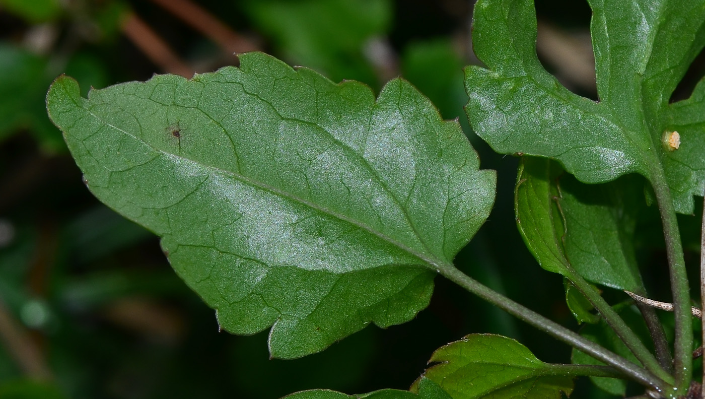 Image of Clematis cirrhosa specimen.