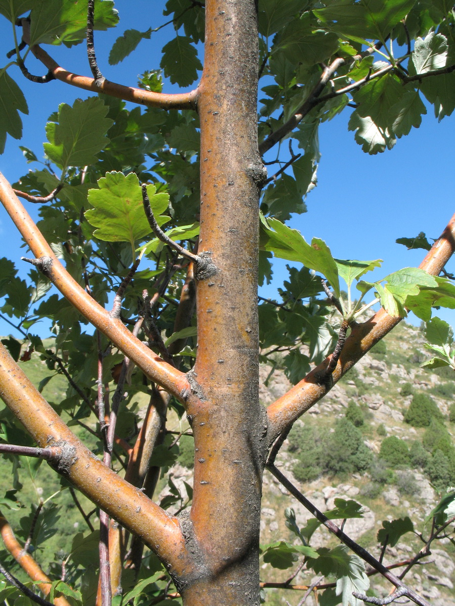 Изображение особи Sorbus persica.