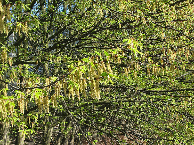 Изображение особи Carpinus betulus.