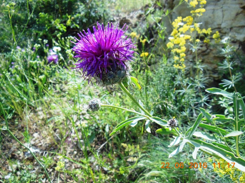 Изображение особи Centaurea pseudoscabiosa.