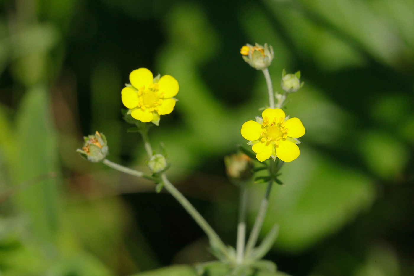 Image of Potentilla argentea specimen.