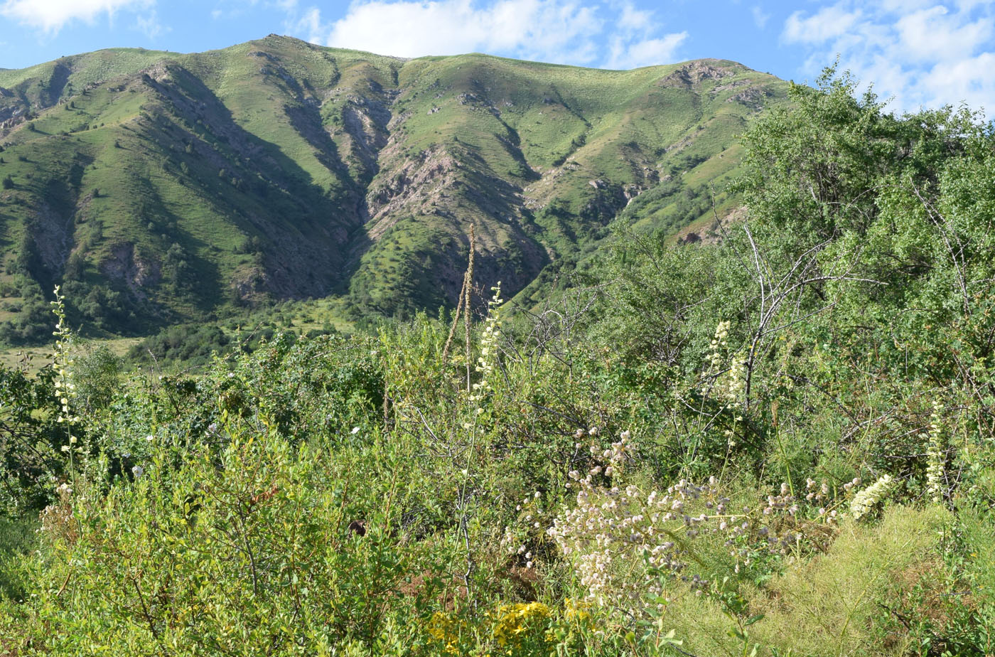 Image of Delphinium semibarbatum specimen.
