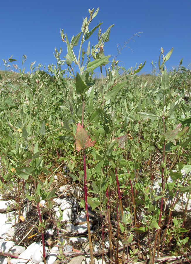 Изображение особи Atriplex micrantha.