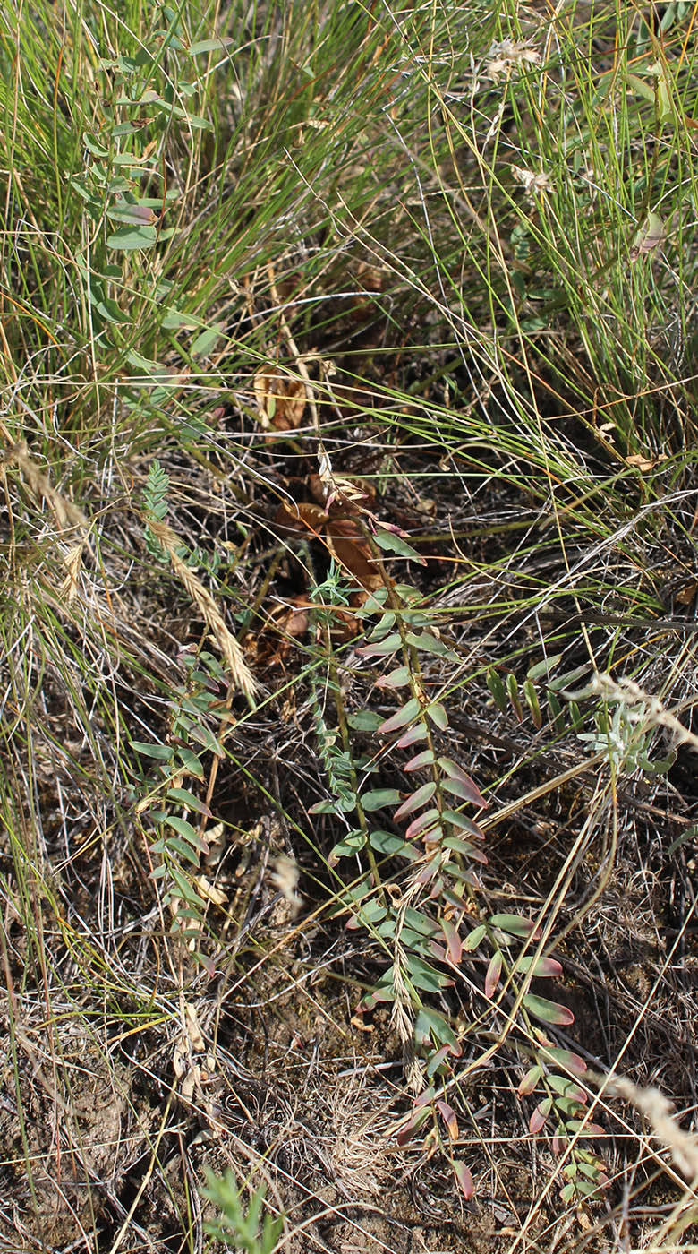 Изображение особи Astragalus henningii.