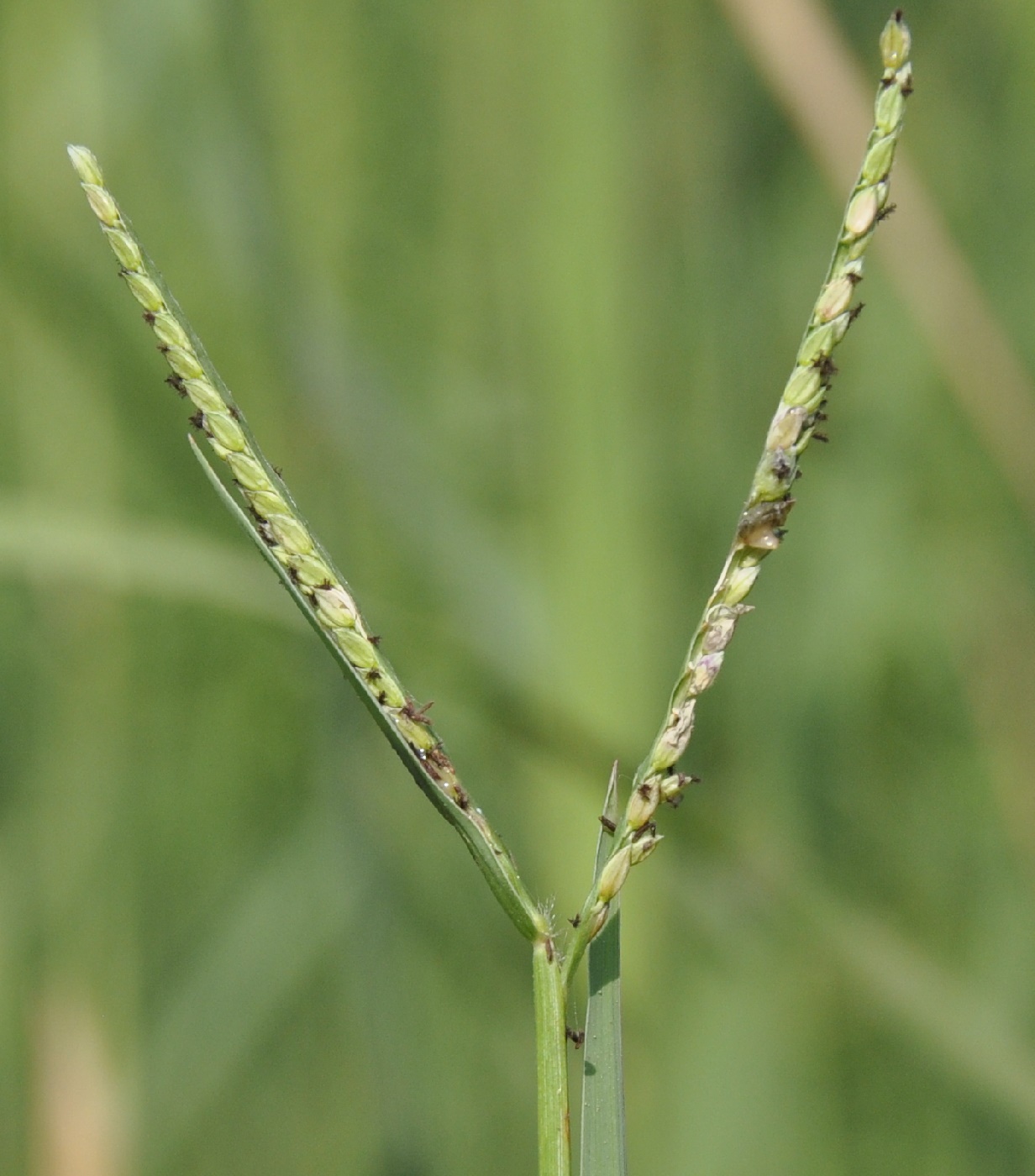 Image of Paspalum paspalodes specimen.