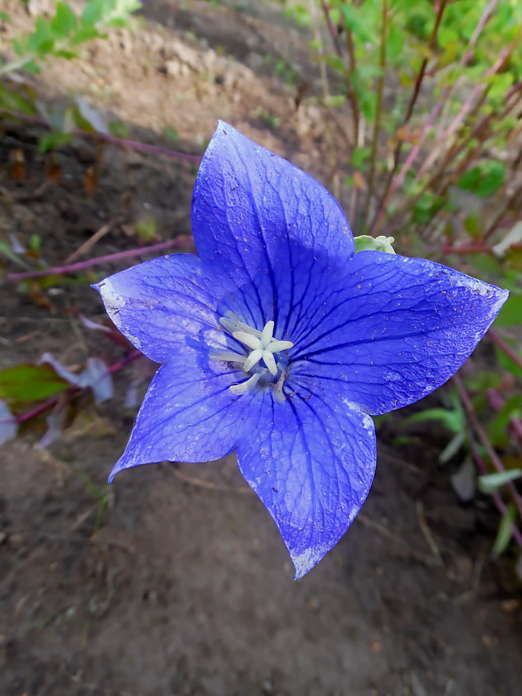 Image of Platycodon grandiflorus specimen.