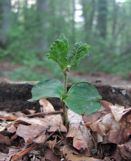 Изображение особи Fagus orientalis.