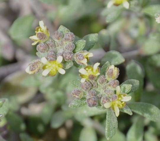 Image of Clypeola jonthlaspi specimen.