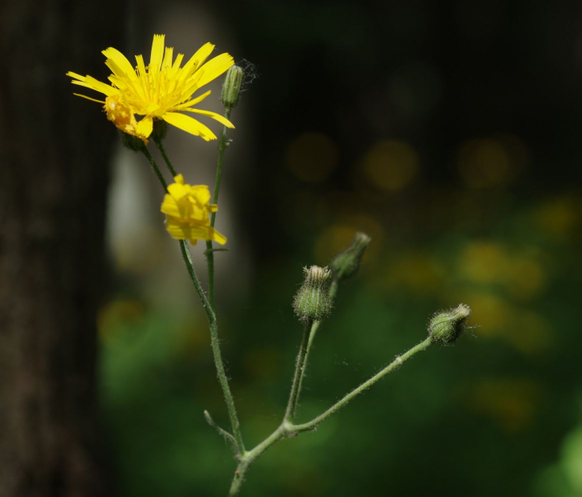 Изображение особи Hieracium koehleri.