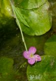 Oenothera rosea