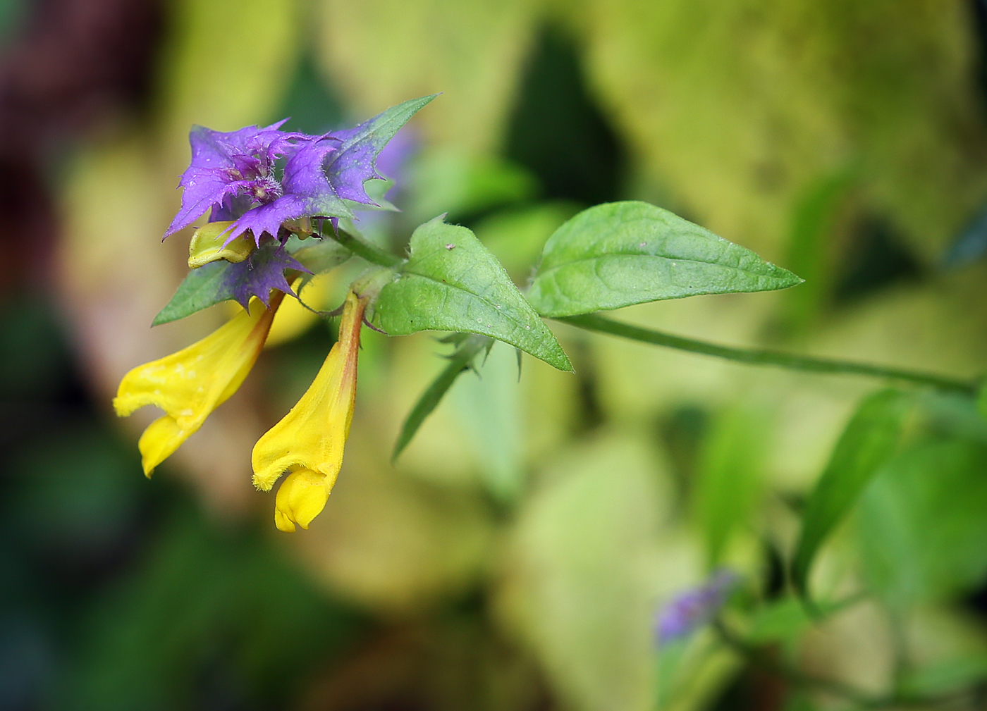 Image of Melampyrum nemorosum specimen.