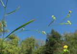 Bupleurum brachiatum