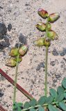 Astragalus mareoticus