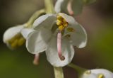 Pyrola rotundifolia. Цветок. Московская обл., Талдомский р-н, окр. пос. Запрудня, смешанный лес. 17.06.2015.
