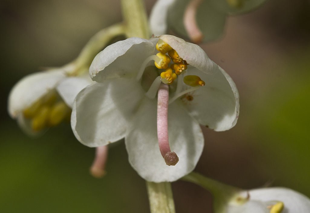 Image of Pyrola rotundifolia specimen.