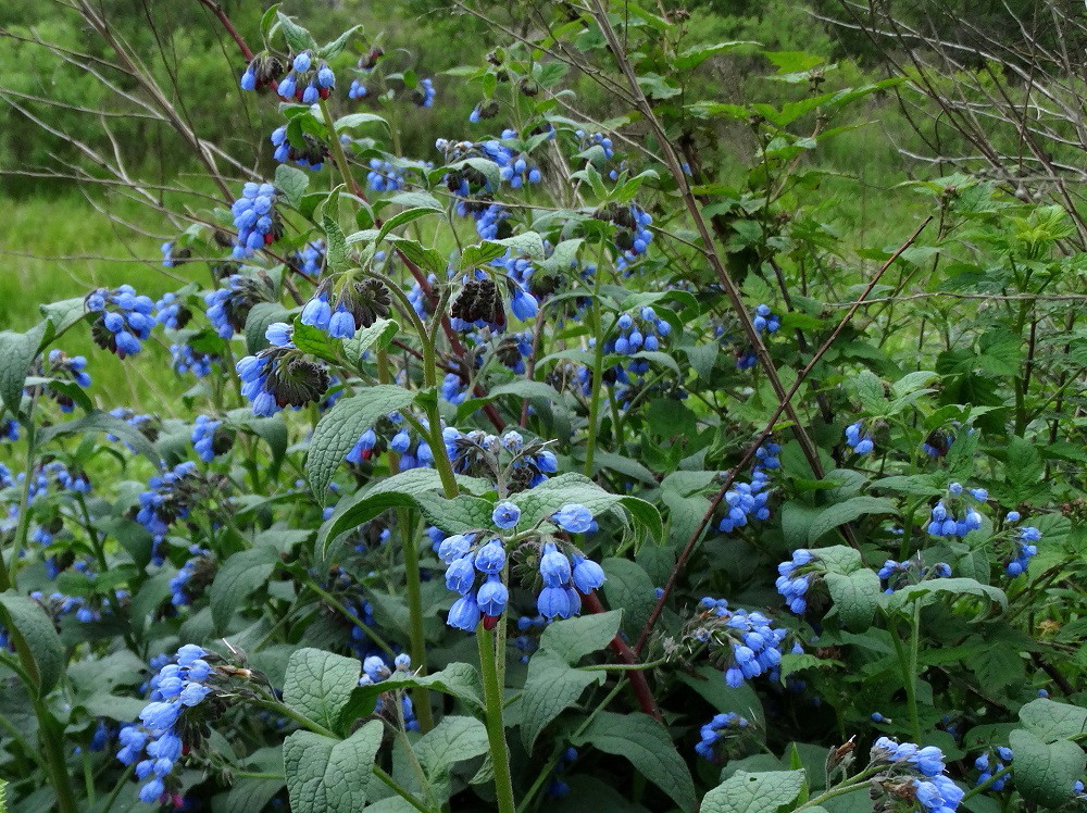 Изображение особи Symphytum caucasicum.