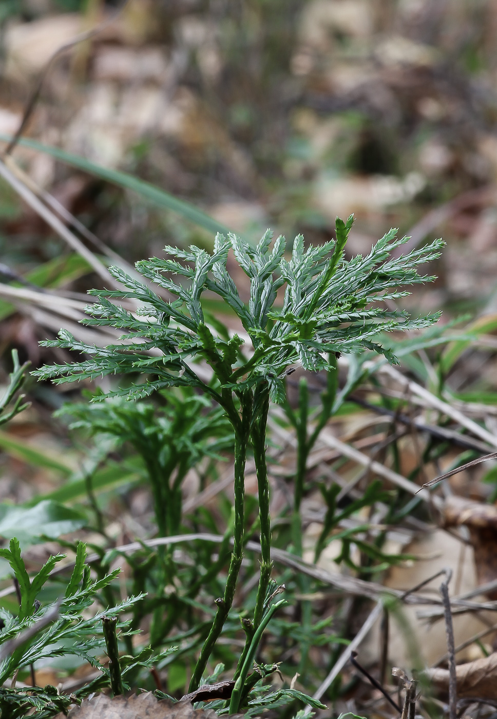 Image of Diphasiastrum complanatum specimen.
