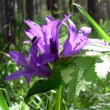 Campanula glomerata. Верхняя часть соцветия. Свердловская обл., окр. с. Курганово, Верхнемакаровское вдхр., разнотравная полянка в смешанном лесу. 11.07.2009.