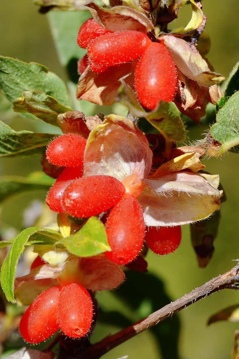 Image of Lonicera hispida specimen.