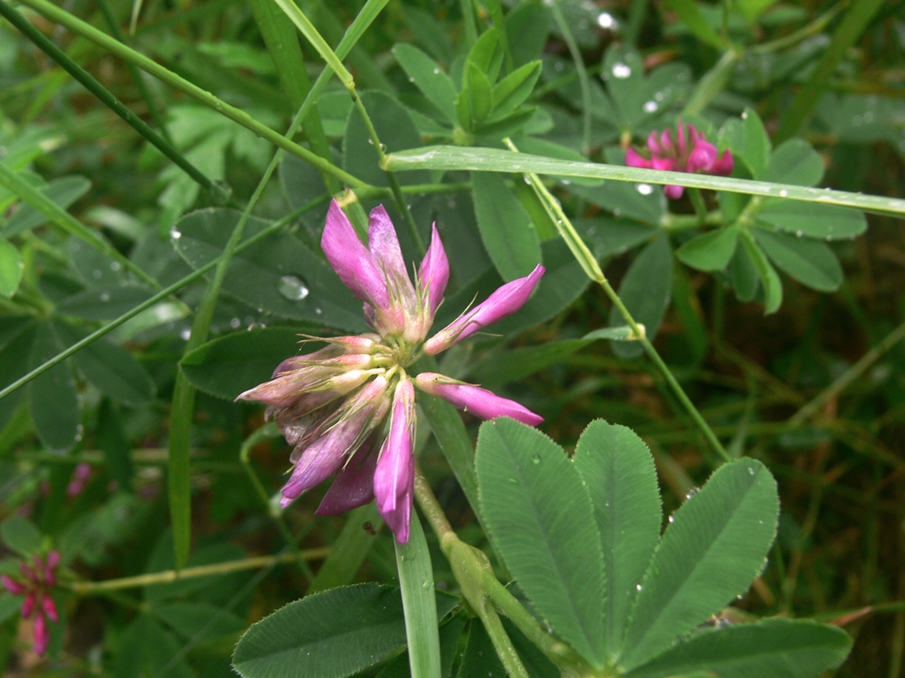 Изображение особи Trifolium pacificum.