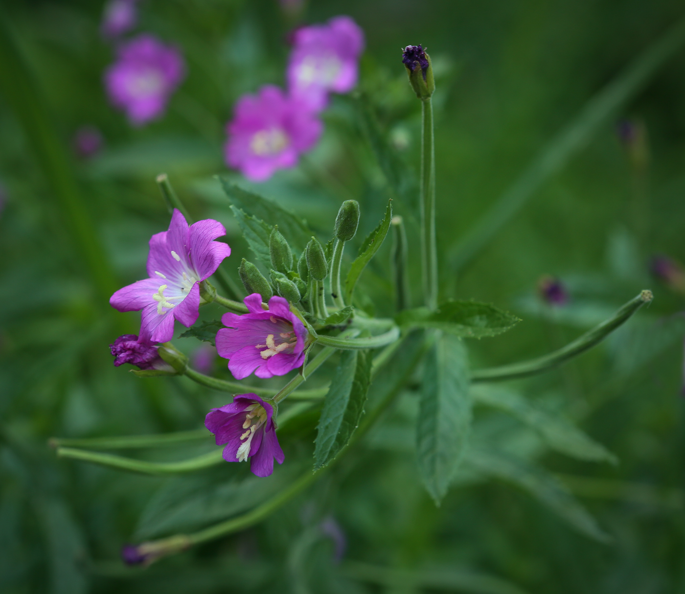 Изображение особи Epilobium hirsutum.