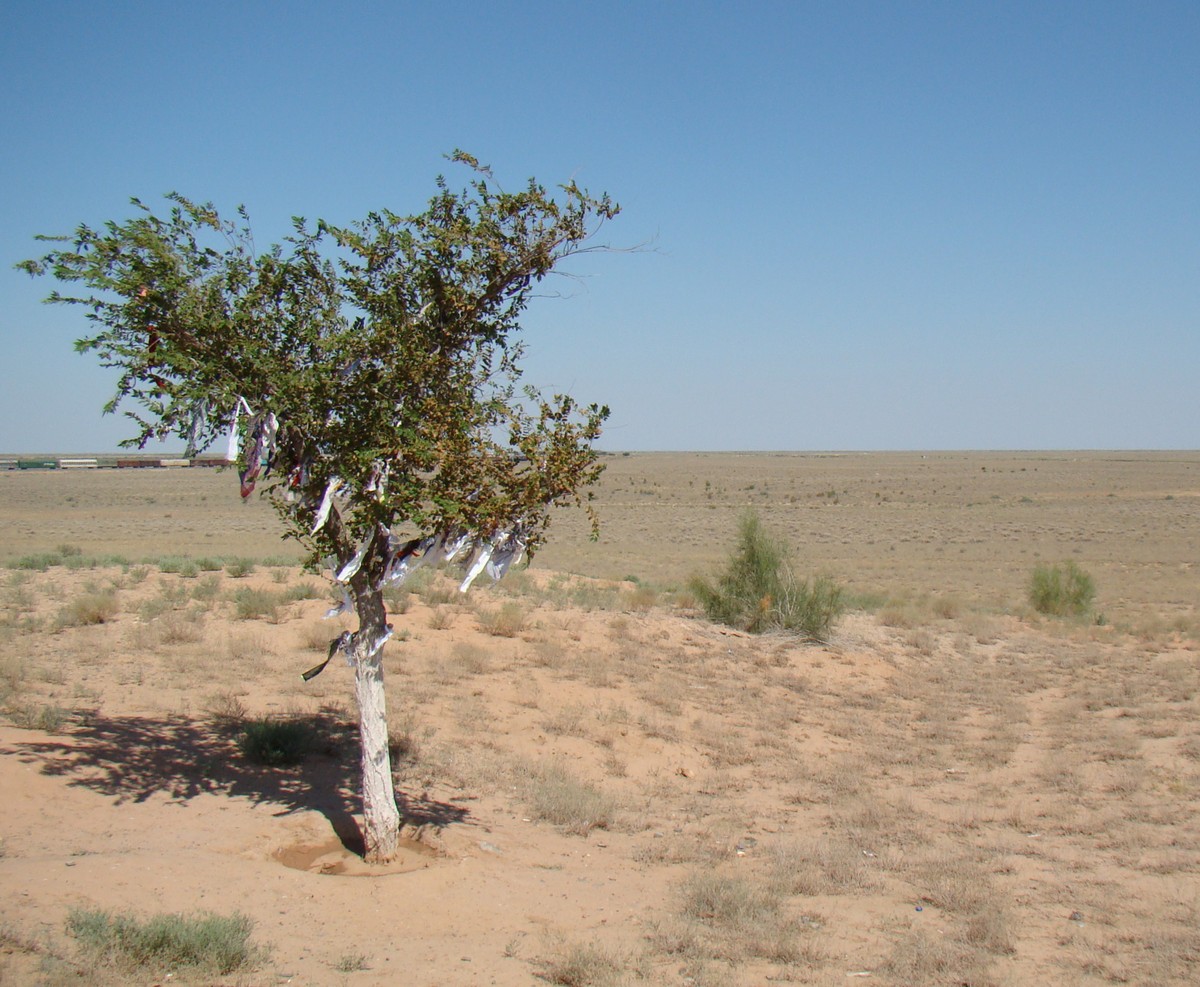 Image of Ulmus pumila specimen.