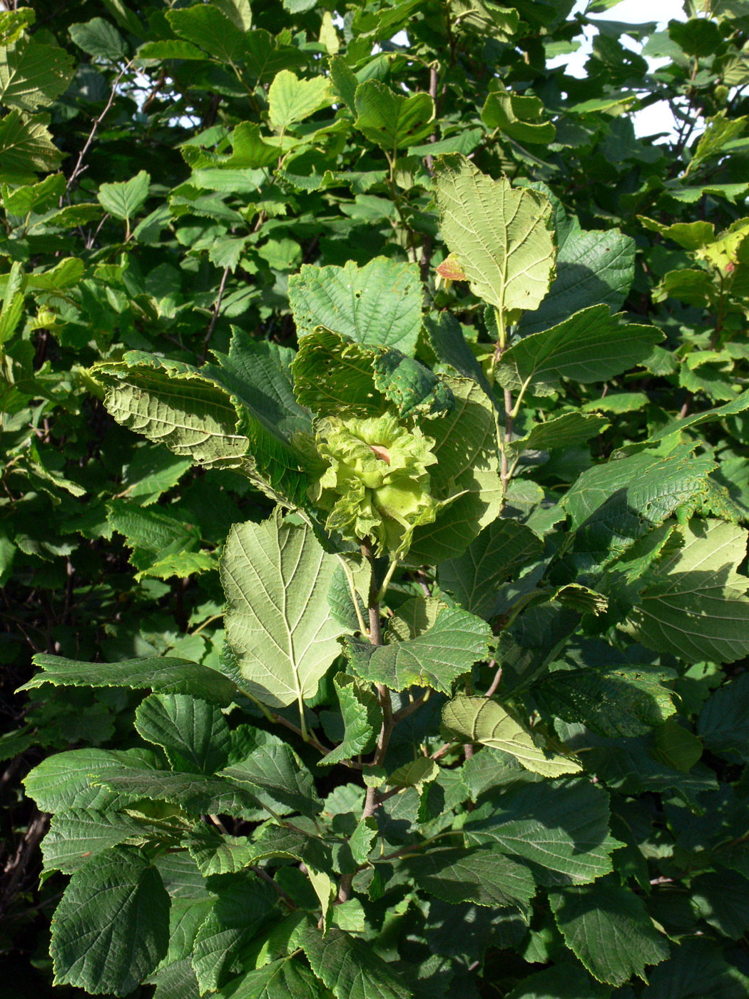 Изображение особи Corylus heterophylla.